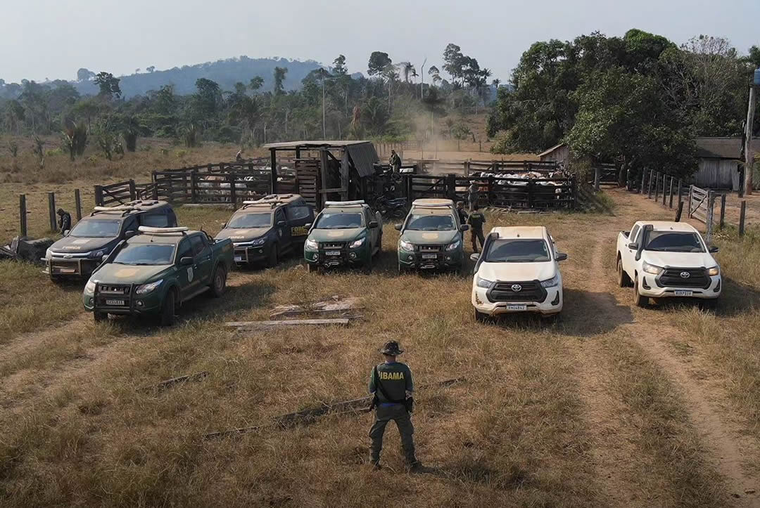 Ibama remove mais de 500 cabecas de gado em terra indigena no Para