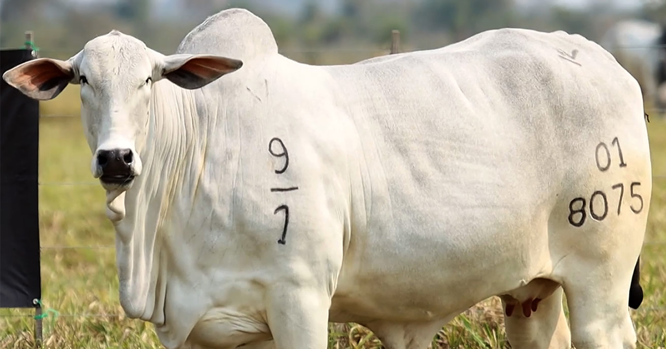 NEGLA MOCHA RP 8075 - matriz Nelore mocho - paraguai - Goya