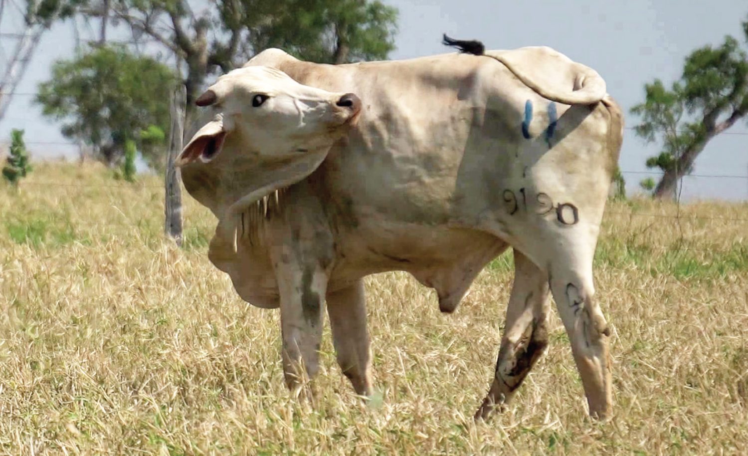Novo-estudo-revela-impacto-da-mosca-dos-chifres-no-desempenho-do-gado-Nelore