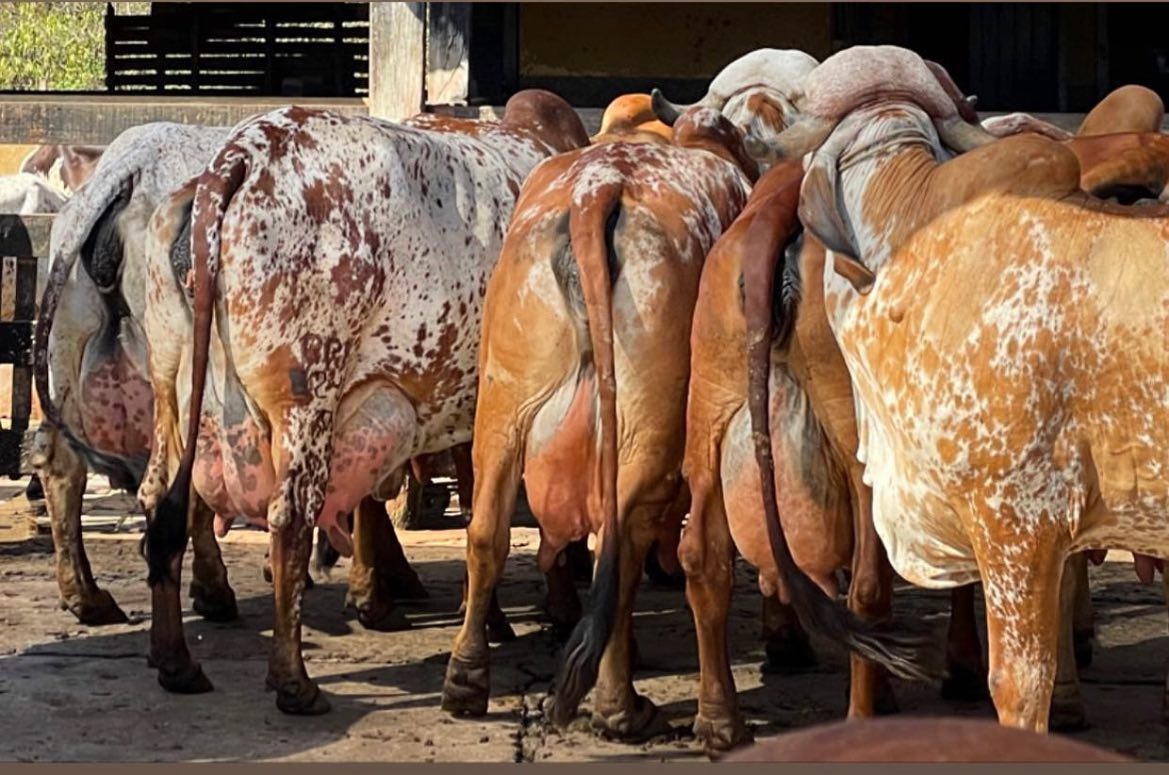 O Gir Leiteiro da Fazenda Brasilia 1