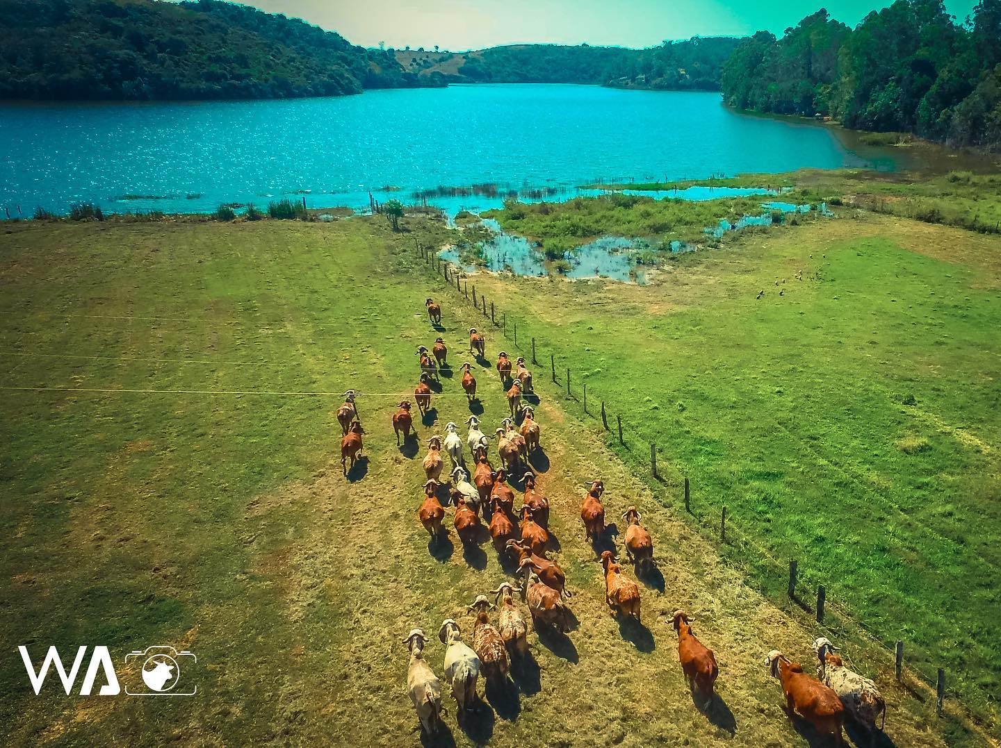 O Gir Leiteiro da Fazenda Brasilia 2