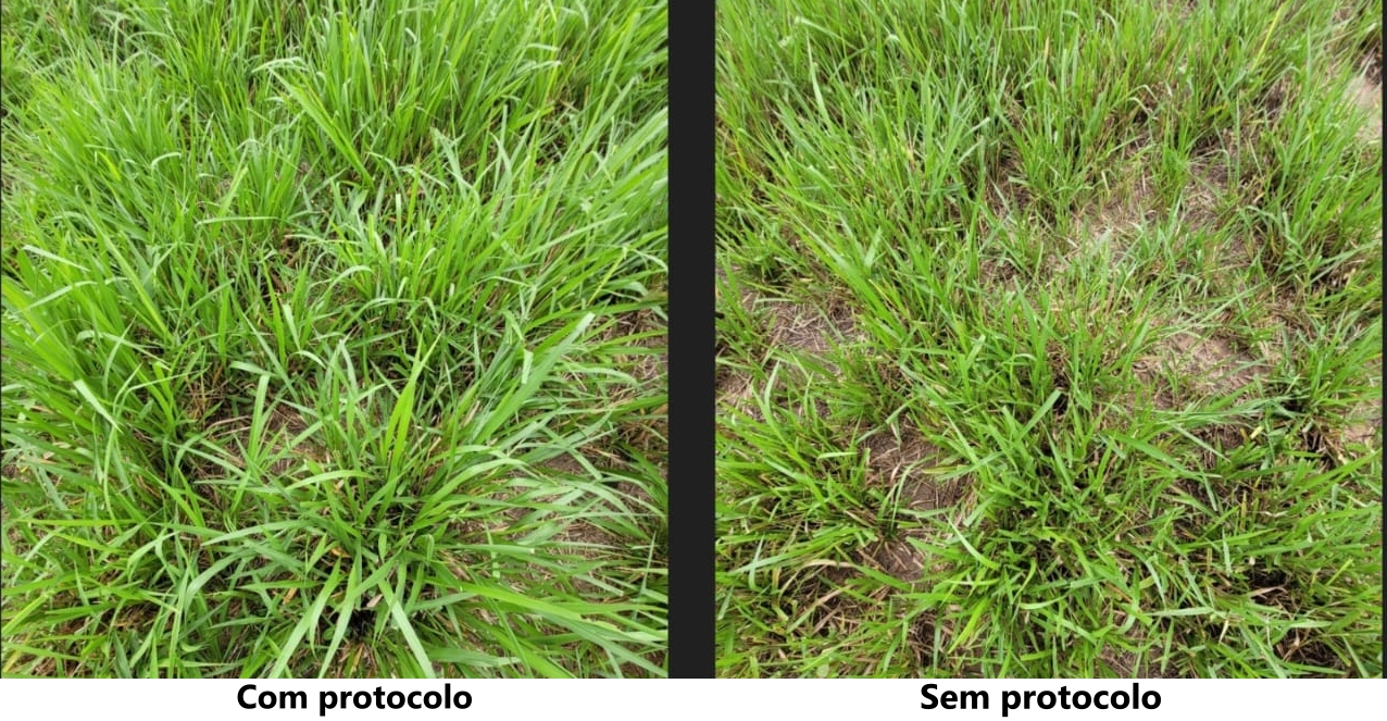Pastagem-utilizando-o-protocolo-da-Harvest-Agro
