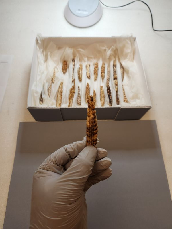 Pesquisadora faz caracterização morfológica das amostras de teosinto no Museu Peabody de Arqueologia e Etnologia da Universidade Harvard, nos Estados Unidos (foto: Flaviane Malaquias Costa)