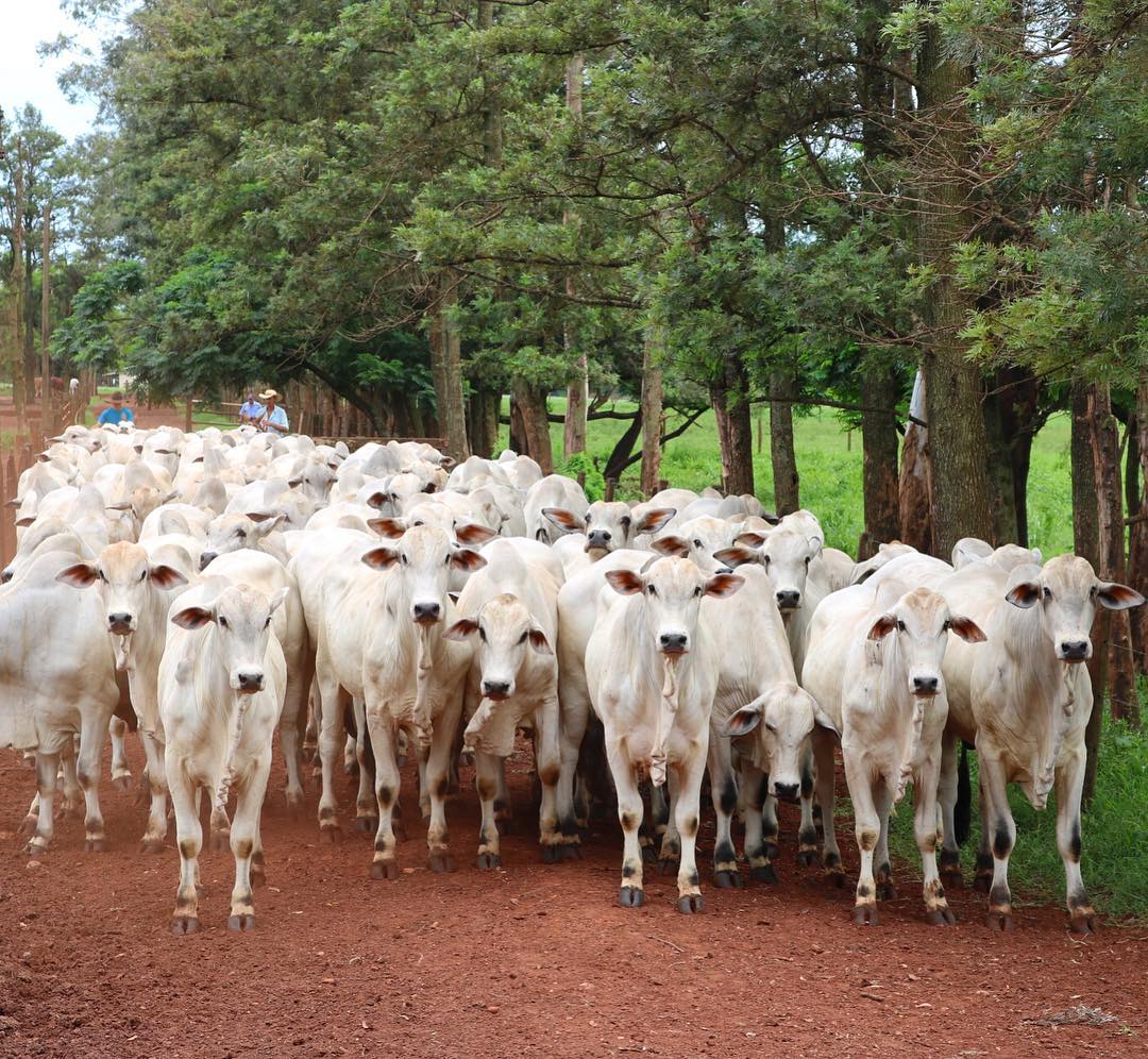 Prata agropecuaria - nelore mocho - vacada nelore