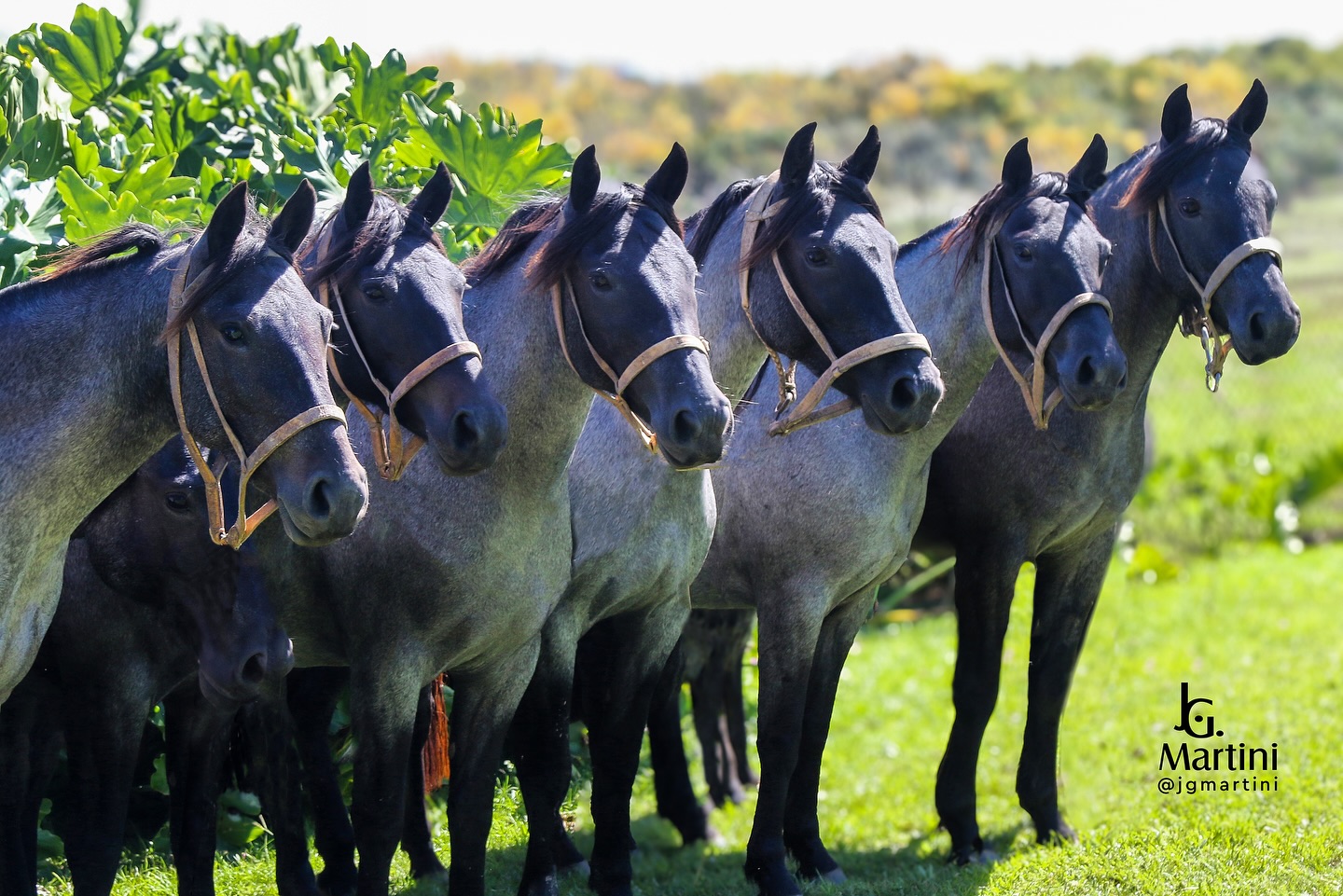 Remate Anual Criollos - foto Jose Guilherme Martini - LaInvernada Uruguay
