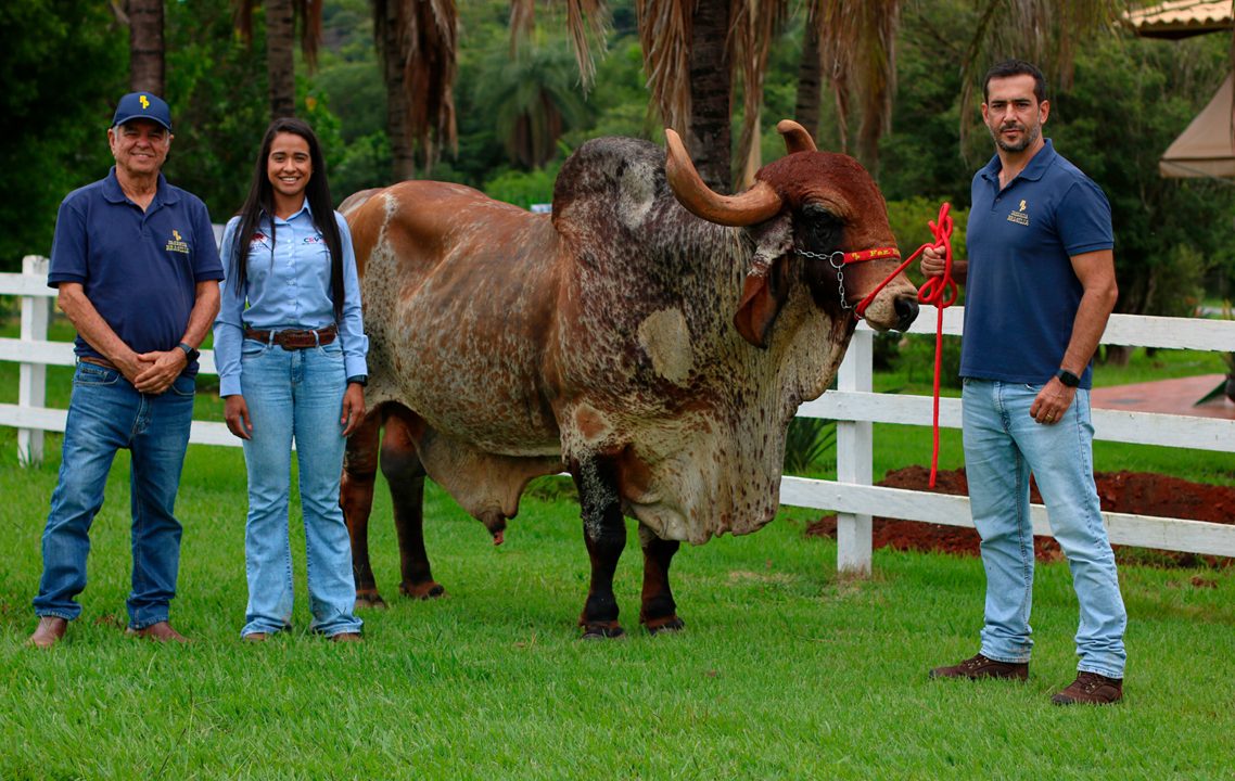 Touro Jogral FIV de Brasilia encerra ciclo de coleta de semen e retorna à Fazenda Brasília em Funilandia - MG