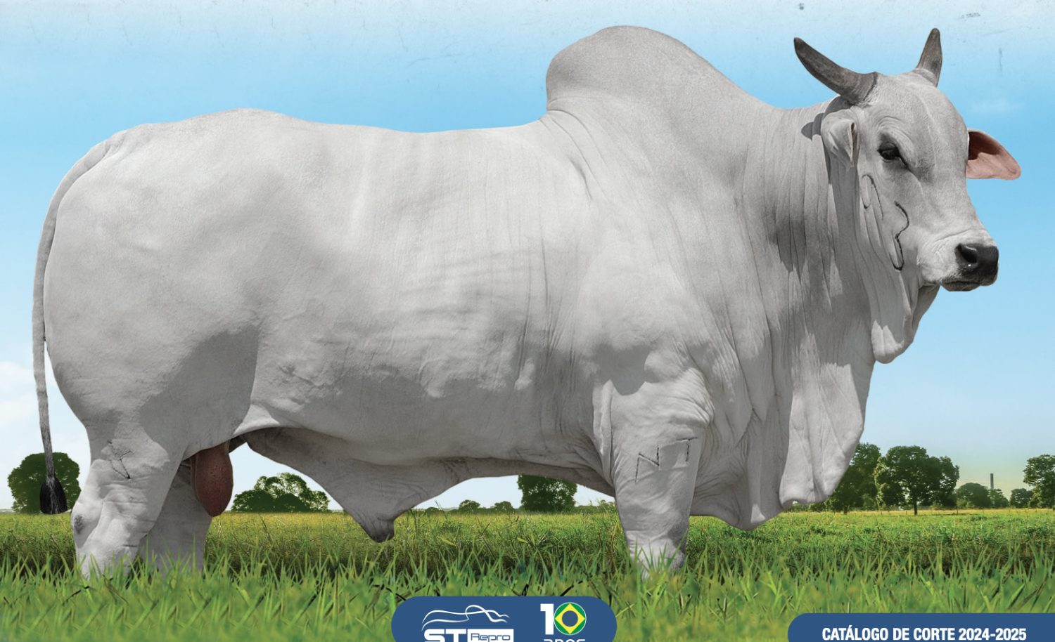 Touro Nelore CEIP - Cia Caribu
