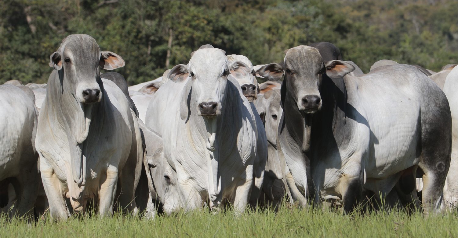 Touros Nelore PO testados em tres biomas sao destaque em leilao - Neleore Grendene