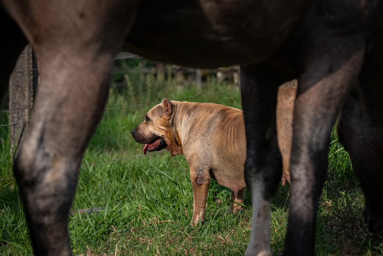 Mais que companheiros: cães desempenham papel fundamental nas tarefas em fazendas e haras