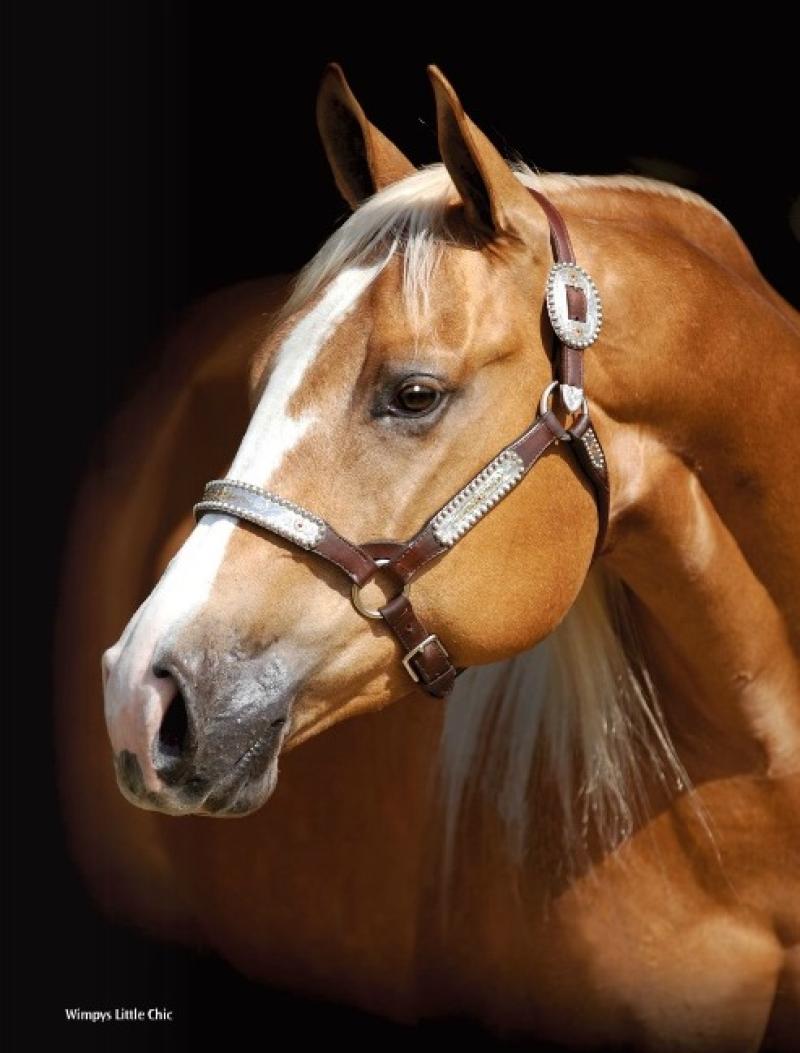 WIMPYS LITTLE CHIC - egua quarto de milha