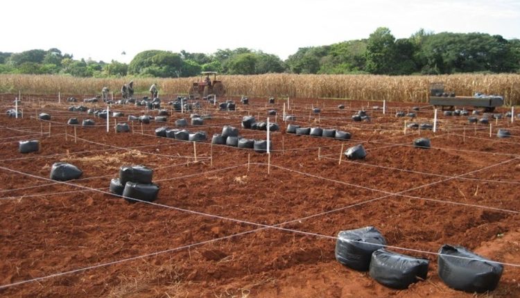 Novas evidências de que biocarvão de eucalipto pode melhorar a qualidade do solo