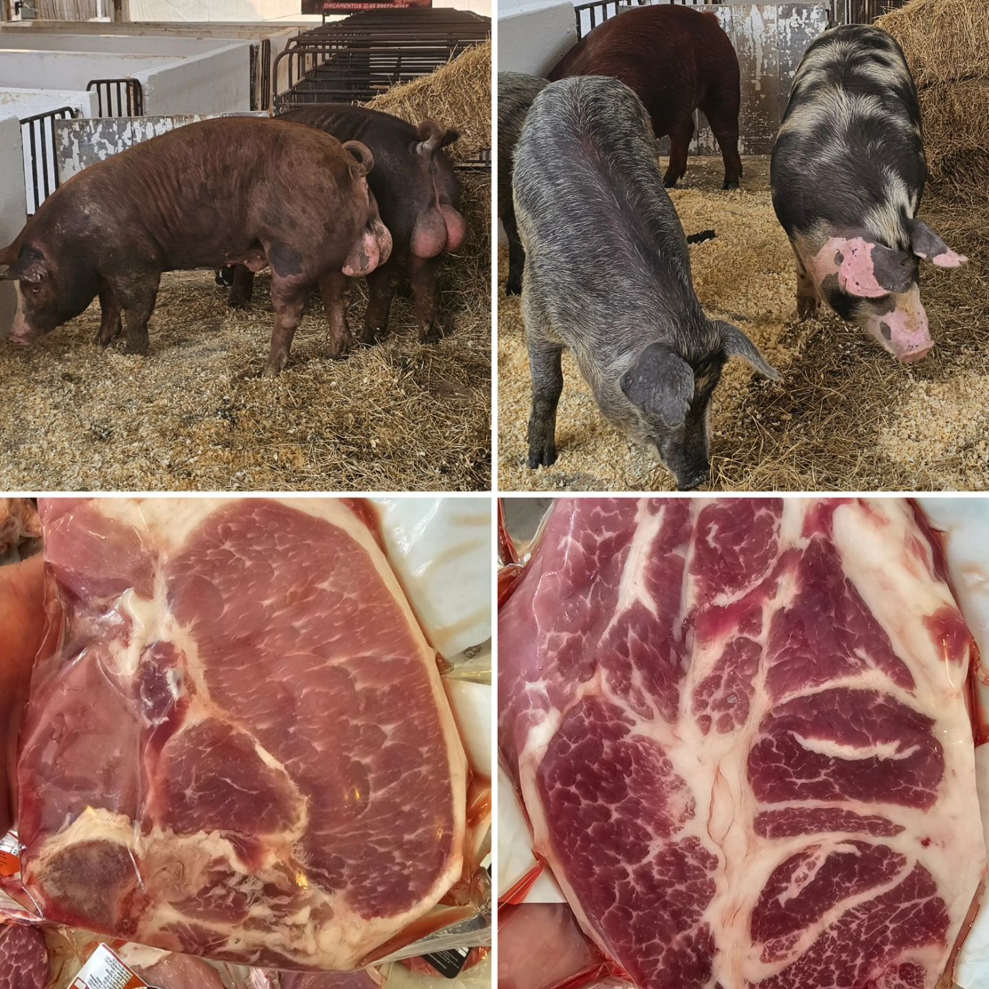 carne-vermelha-de-porco-barcellos