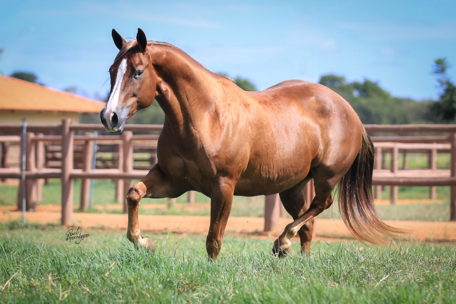 egua quarto de milha KR OH WICKED WANDA