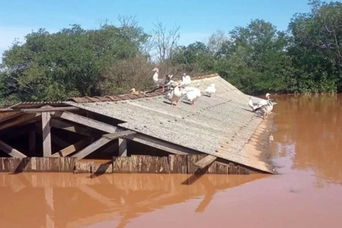 Aviário alagado em Nova Santa Rita. Foto: Emater/RS Aviário alagado em Nova Santa Rita. Foto: Emater/RS