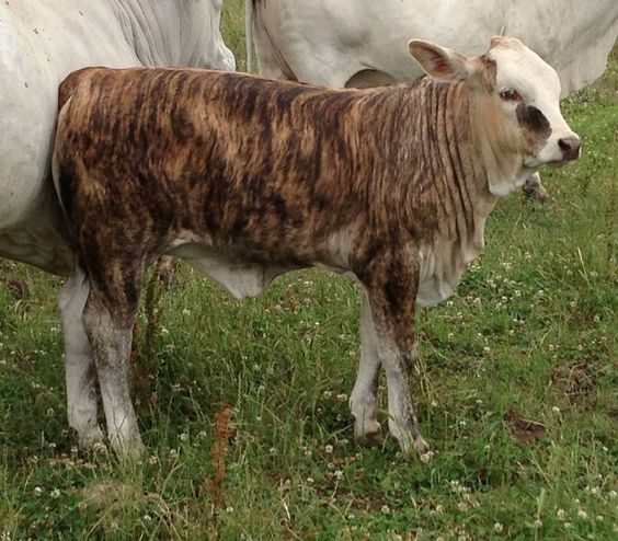 Pelagem Brindle ou 'Tigrada' em bovinos, características e implicações genéticas