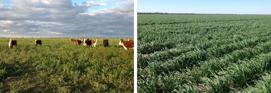 gigante vende fazendas