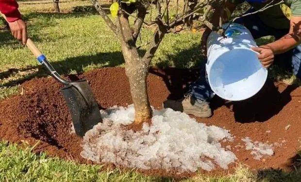 Conheça a chuva sólida: Reduza irrigação em 90% e aumente a produtividade 20x