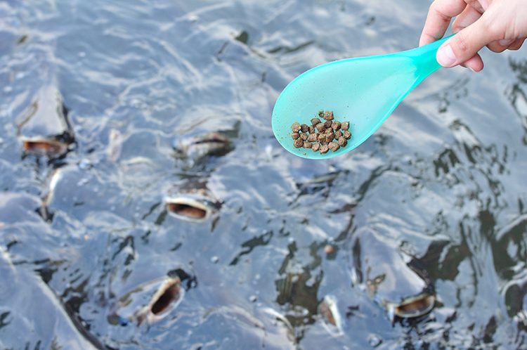Como alimentar peixes em produção: confira 7 dicas