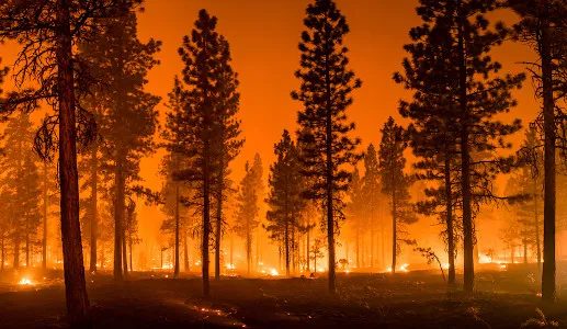 Efeitos das queimadas na qualidade do solo e os danos ao agronegócio