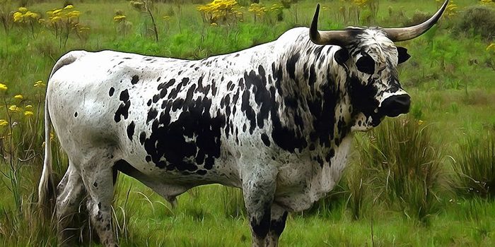 Crioulo lageano: Conheça o gado mais chifrudo do Brasil