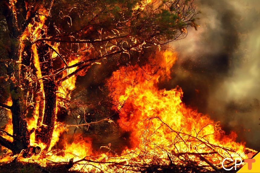Efeitos das queimadas na qualidade do solo e os danos ao agronegócio
