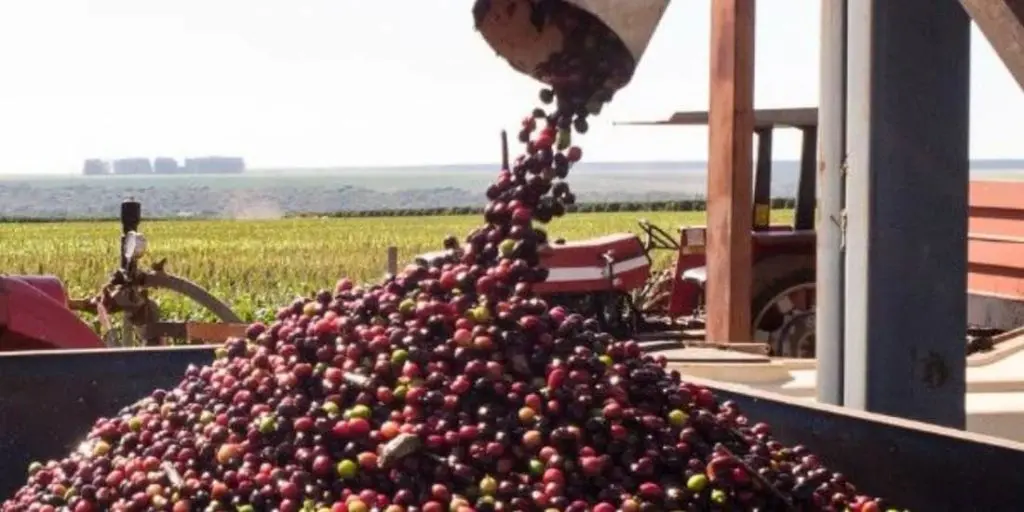 Uso de fertilizantes organominerais ganha espaço na cafeicultura brasileira