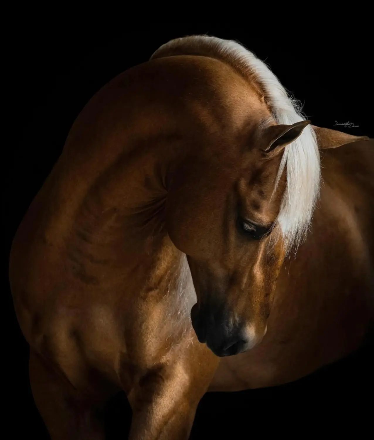 Sorocoba criação de Quarto de Milha