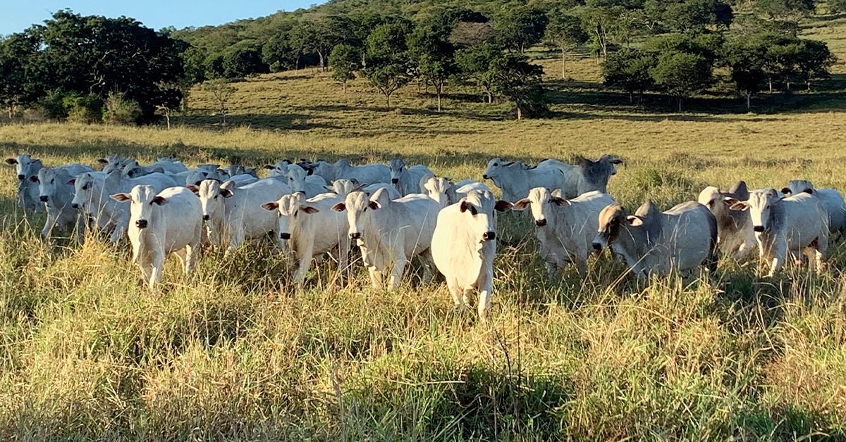 Nutrição animal: Estratégias essenciais do pasto na transição entre seca e chuvas
