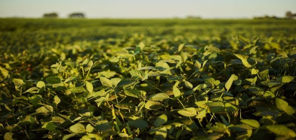Florestas restauradas aumentam produtividade de soja em até 10 sacas por hectare