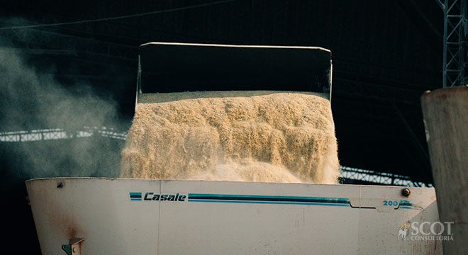 maior exportador de gado em pé