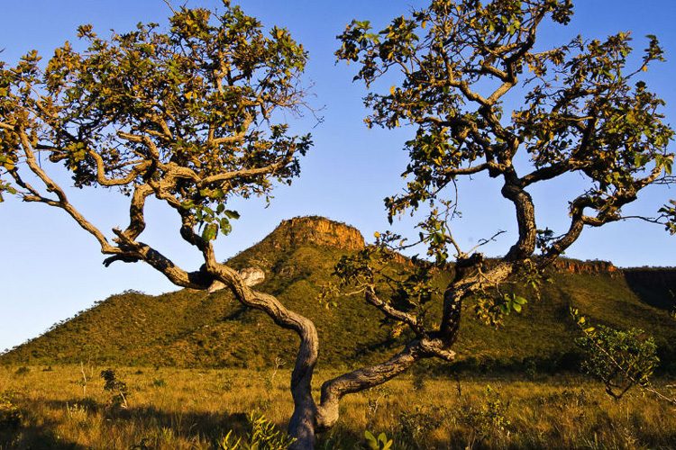 Dia Nacional do Cerrado: Descubra a riqueza e a importância do segundo maior bioma do Brasil