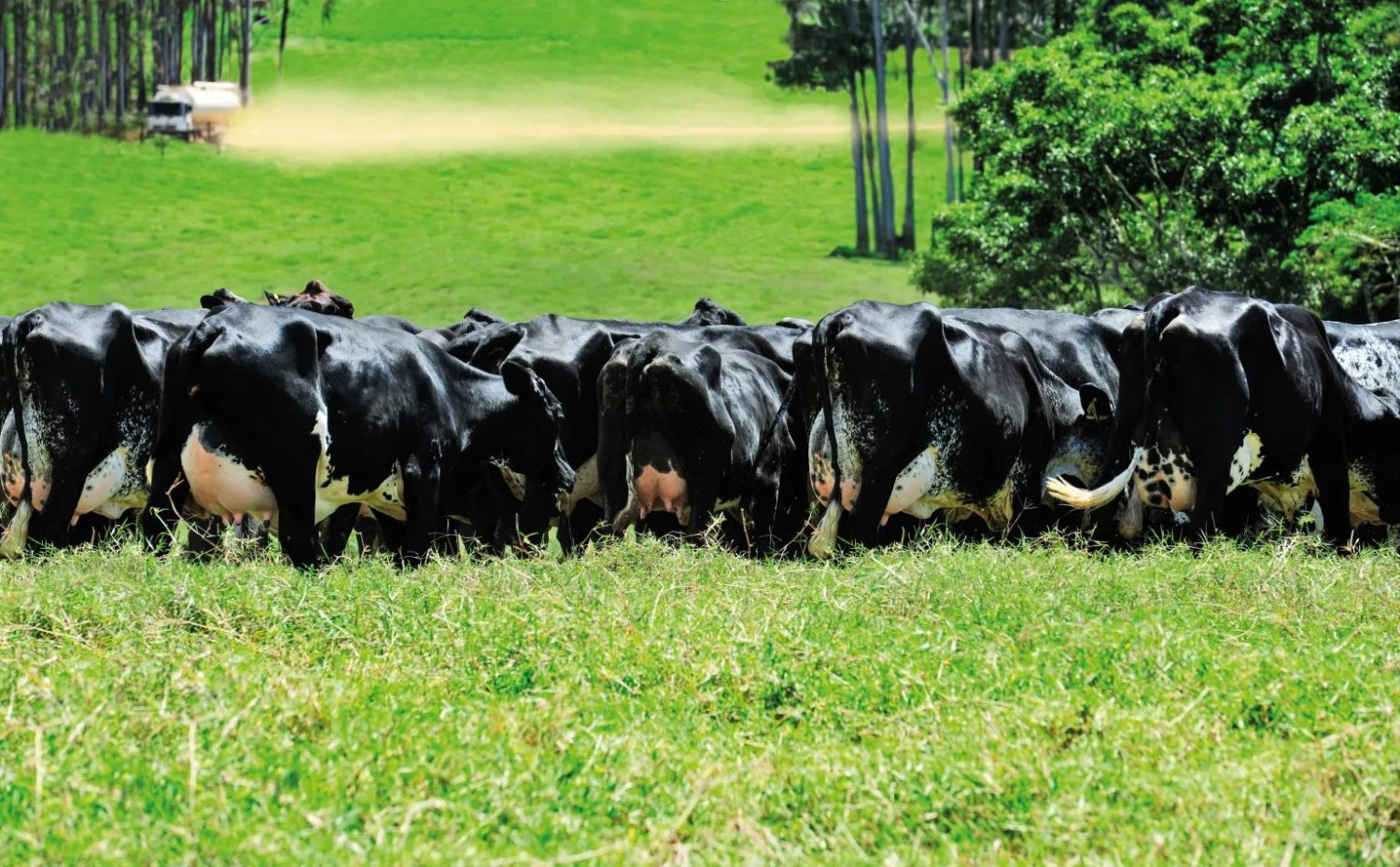 Em parceria com a Zoetis, ABS apresenta programa genético 100% focado em Girolando