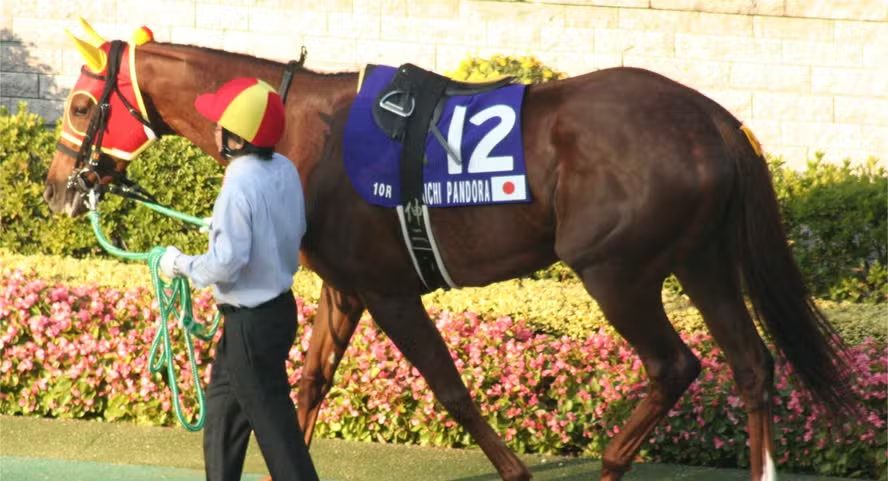 Diversas raças se destacam pela sua versatilidade, desempenho e, claro, pelo valor que atingem no mercado. Neste conteúdo, vamos apresentar os cavalos mais valorizados de cada uma dessas raças