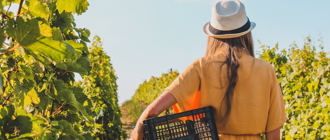 Análise de Solo: O "Check-up" essencial para uma agricultura saudável