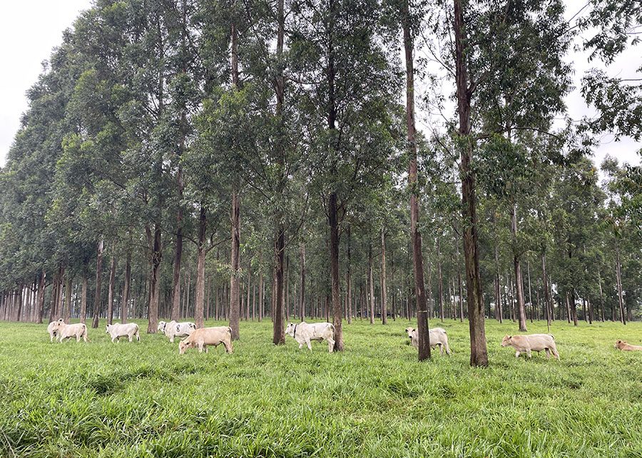 Pelagem tem influência direta na adaptação de bovinos às mudanças climáticas
