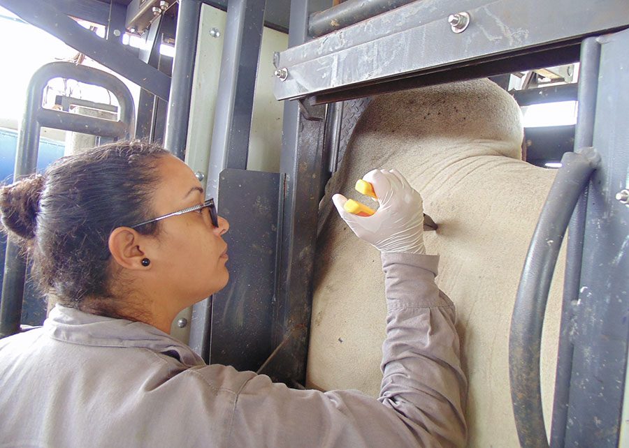 Pelagem tem influência direta na adaptação de bovinos às mudanças climáticas