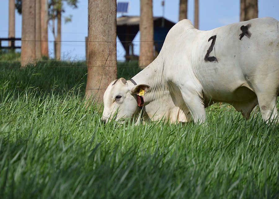 Pelagem tem influência direta na adaptação de bovinos às mudanças climáticas