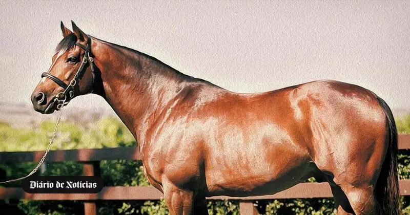 Descubra qual é o cavalo mais caro do mundo