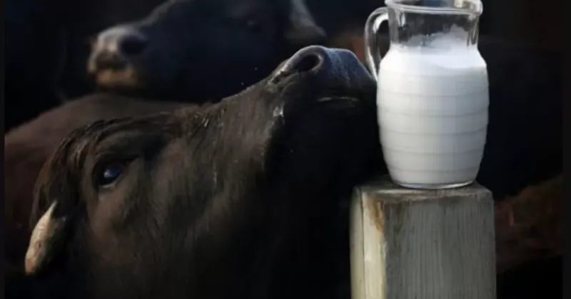 Descubra os benefícios do leite de búfala: nutrição, versatilidade e potencial de mercado