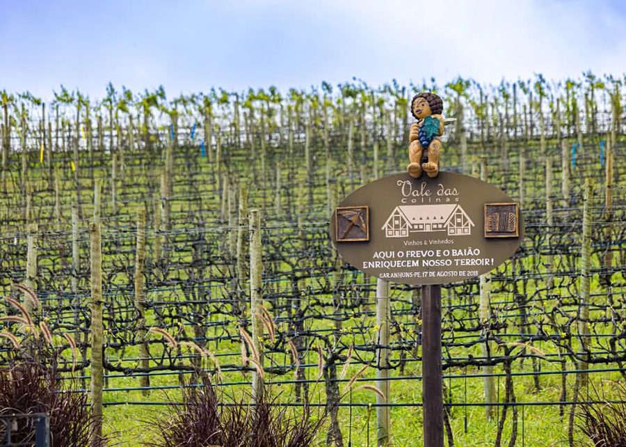 Agreste pernambucano se estabelece como polo produtor de vinhos