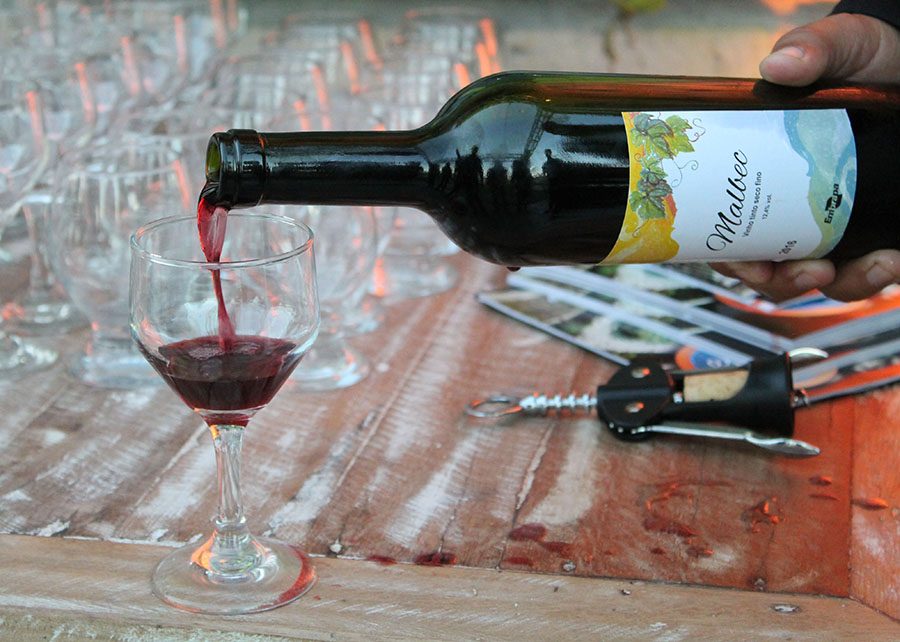 Agreste pernambucano se estabelece como polo produtor de vinhos