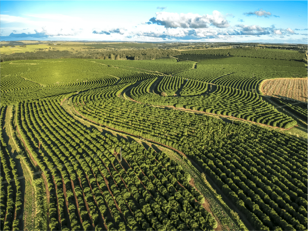 Como impulsionar a produtividade do cafeeiro de forma eficiente