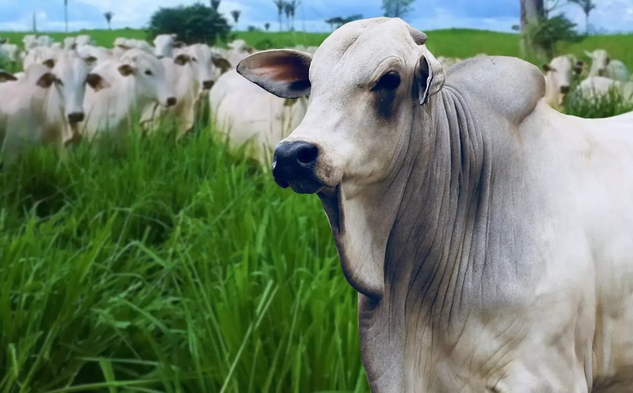 Seis megatendências que transformarão a pecuária bovina até 2040