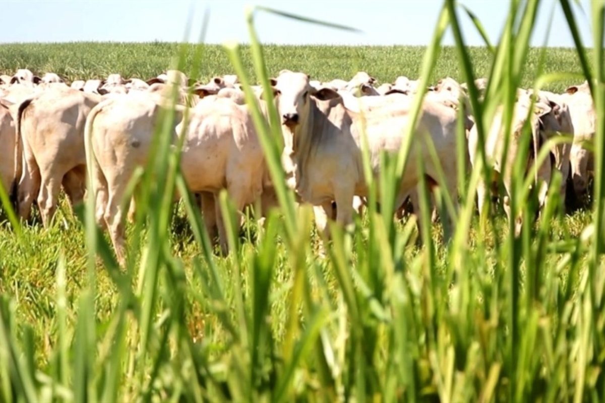 Seis megatendências que transformarão a pecuária bovina até 2040