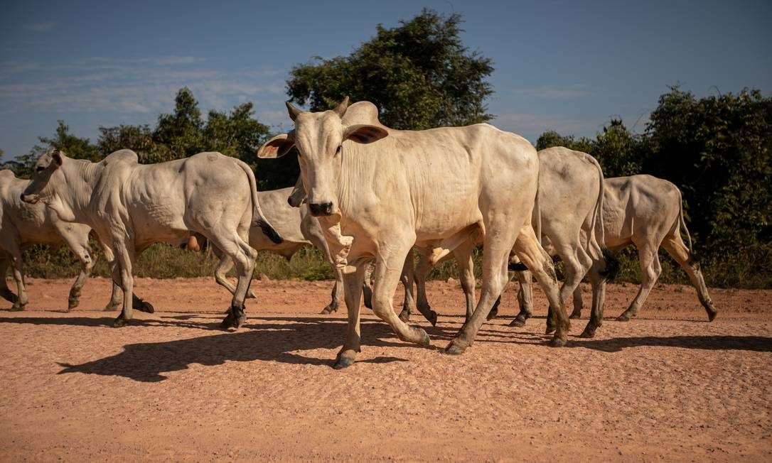 Qual país tem o maior e o menor rebanho de gado do mundo?