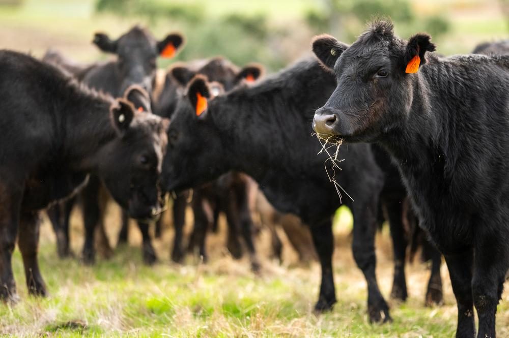 Seis megatendências que transformarão a pecuária bovina até 2040