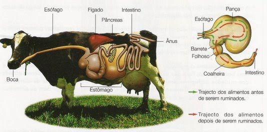 Anatomia e fisiologia do sistema digestivo Bovino: Tudo o que você precisa saber