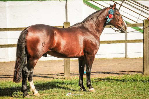 Conheça o novo cavalo mais caro do Brasil surpreende com valor inimaginável