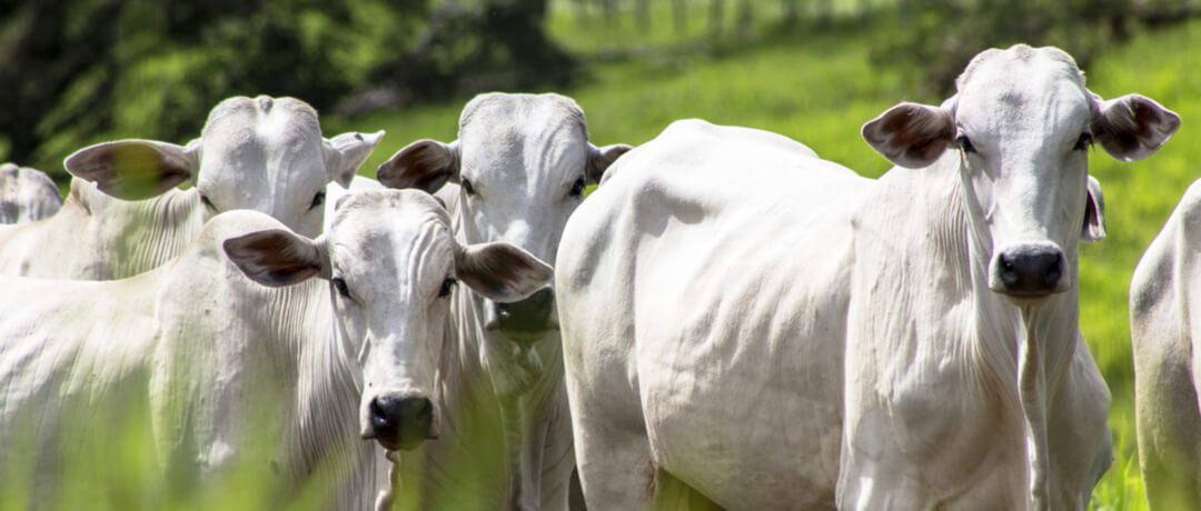 Confinamento de gado: Tudo o que você precisa saber para iniciar na atividade!
