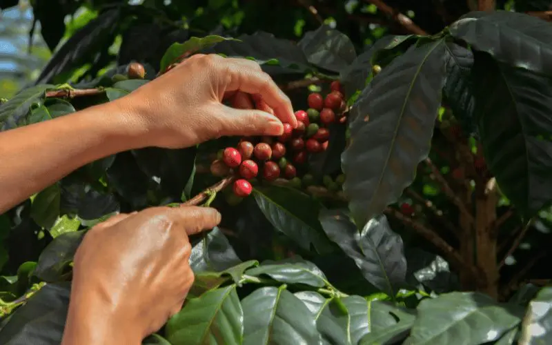 Como dar os primeiros passos na produção de café Arábica?